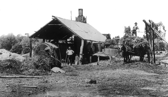 Story of Euca's Eucalyptus Oil Factory