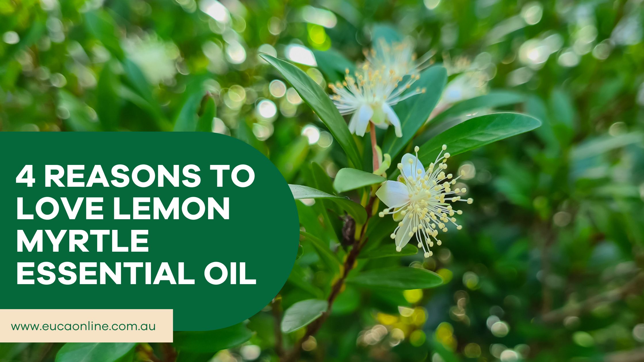 4 Reasons to Love Lemon Myrtle Essential Oil