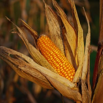 Eco-friendly Cleaning: Euca, Compostable Bags & Corn?