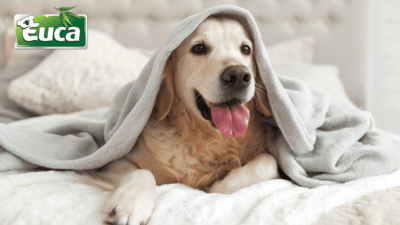 Ingredients to Avoid In Your Pet Grooming Products