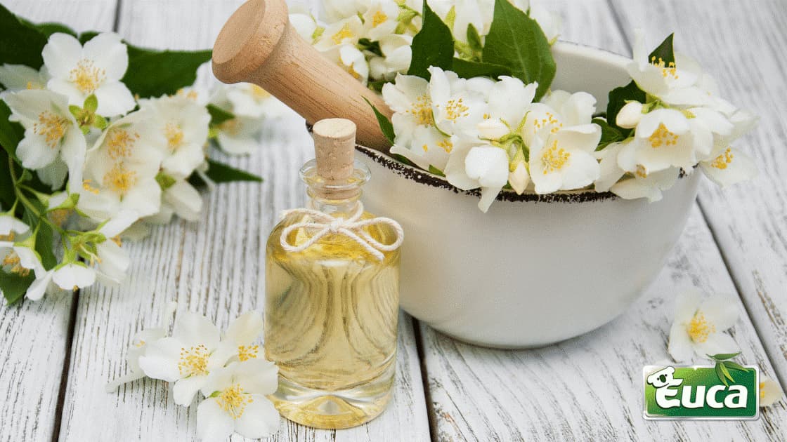 Jasmine oil. Aromatherapy with Jasmine oil and soap. Jasmine flower Stock  Photo