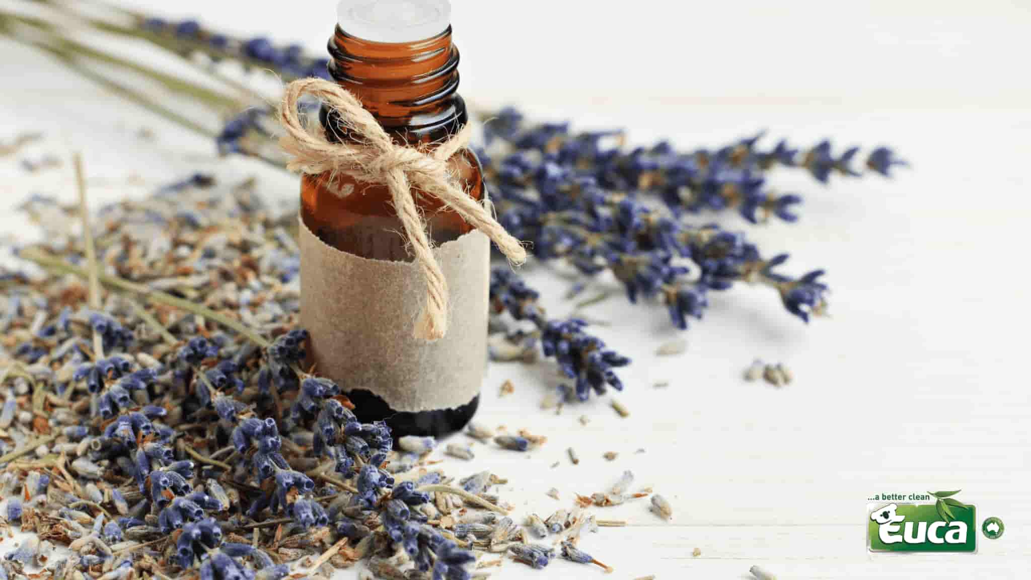 The Many Wonders of Lavender