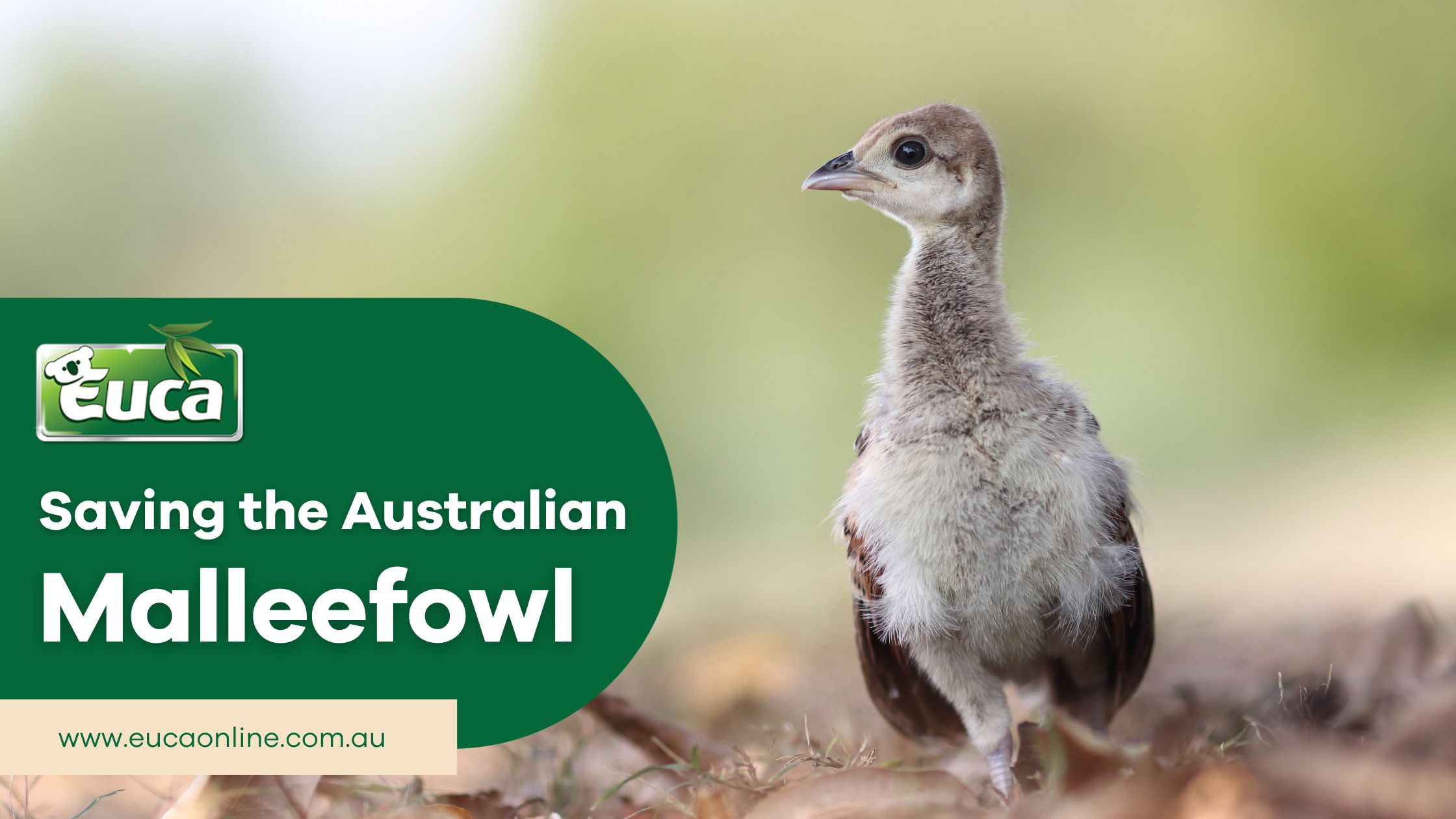 Saving the Australian Malleefowl