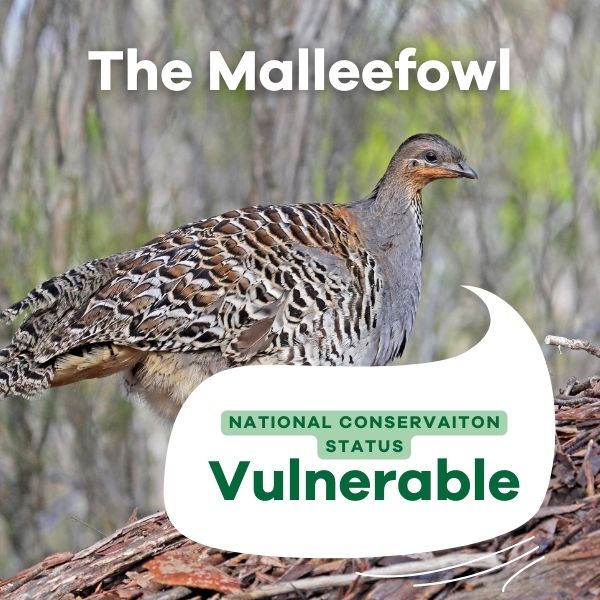 an image of an Australian Malleefowl - vulnerable statue text