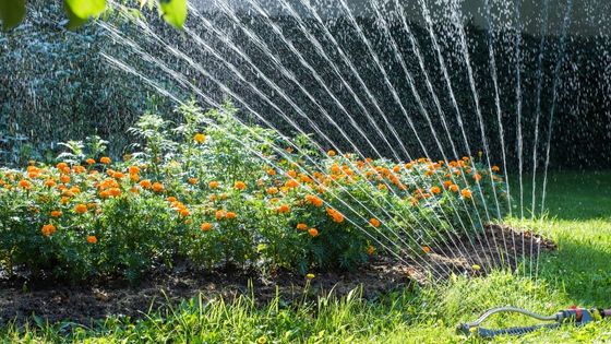 greywater used in watering flower garden