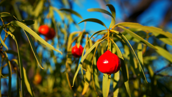 Quandong fruit